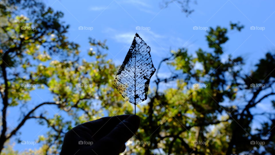 The constant cycle of life and death continues in nature as seasons change.