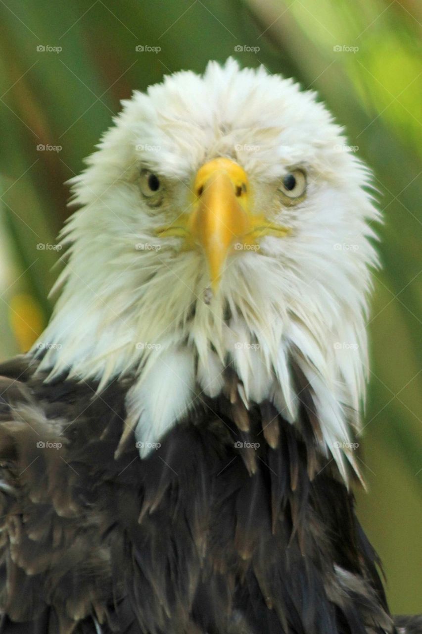 American Bald Eagle