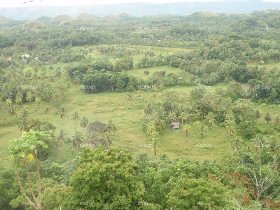 Landscape, Nature, Tree, Hill, Wood