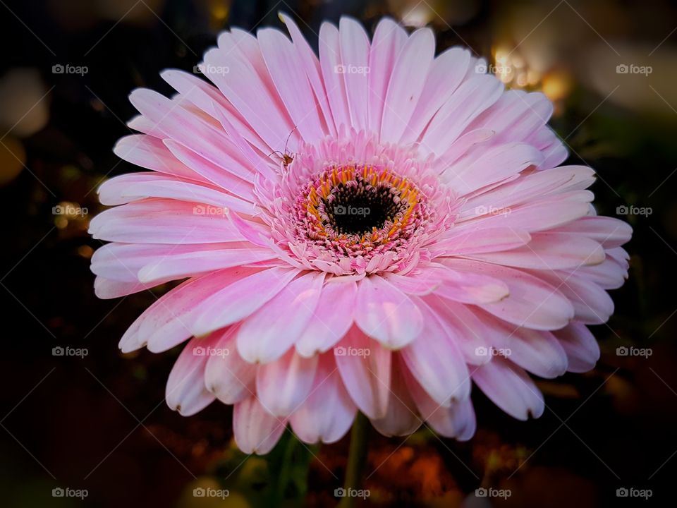 Pink flower that looks and feels like a paper flower