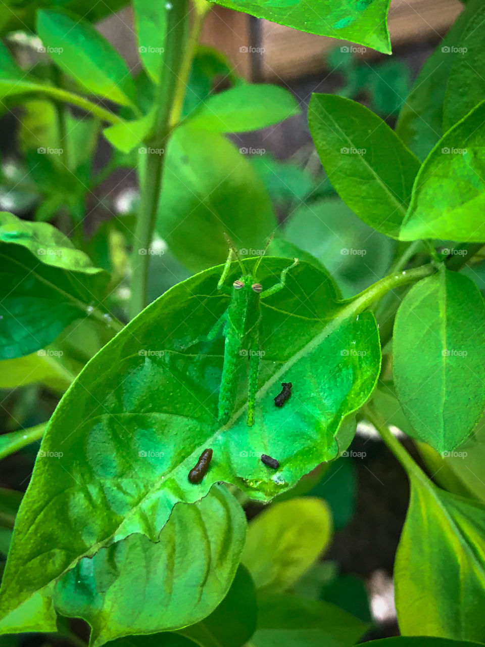 Camouflaged cricket!