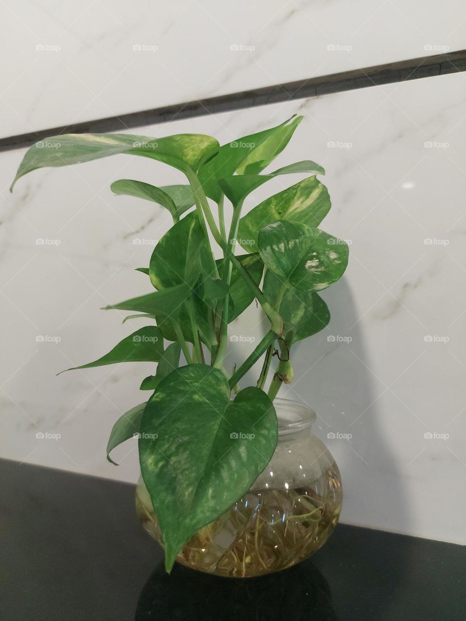 plant in a pot of water