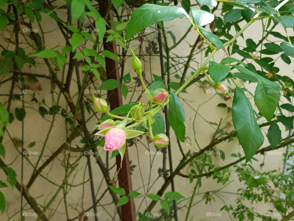 rose bud