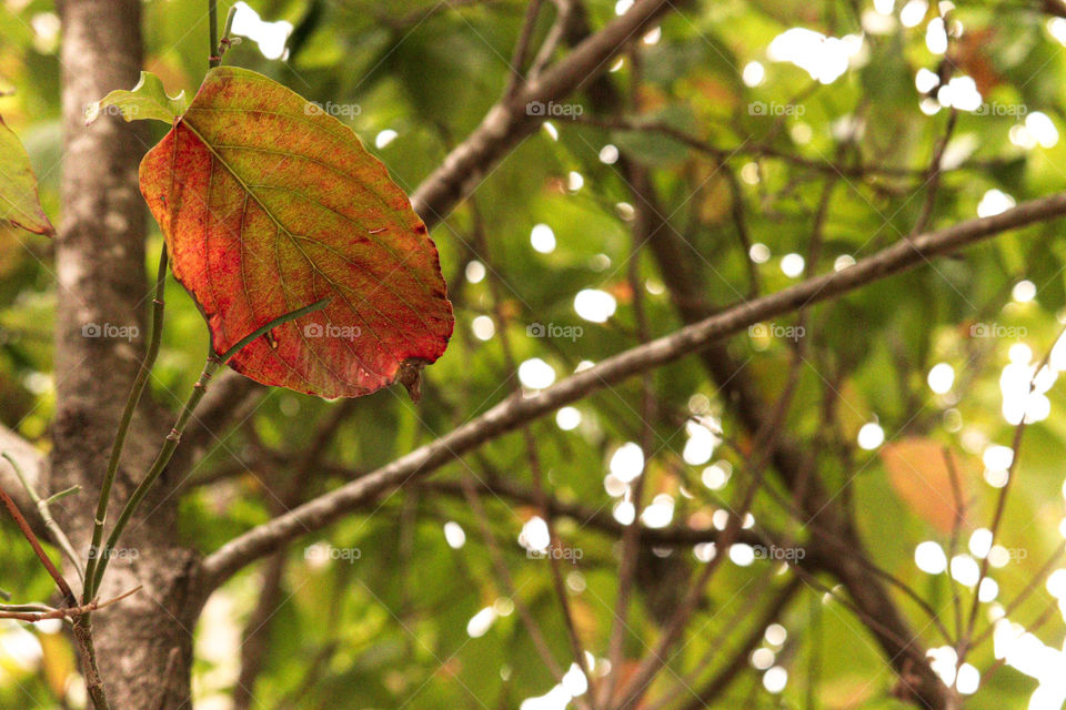 red and orange leaf