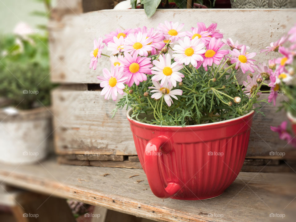 Close-up of potted plant