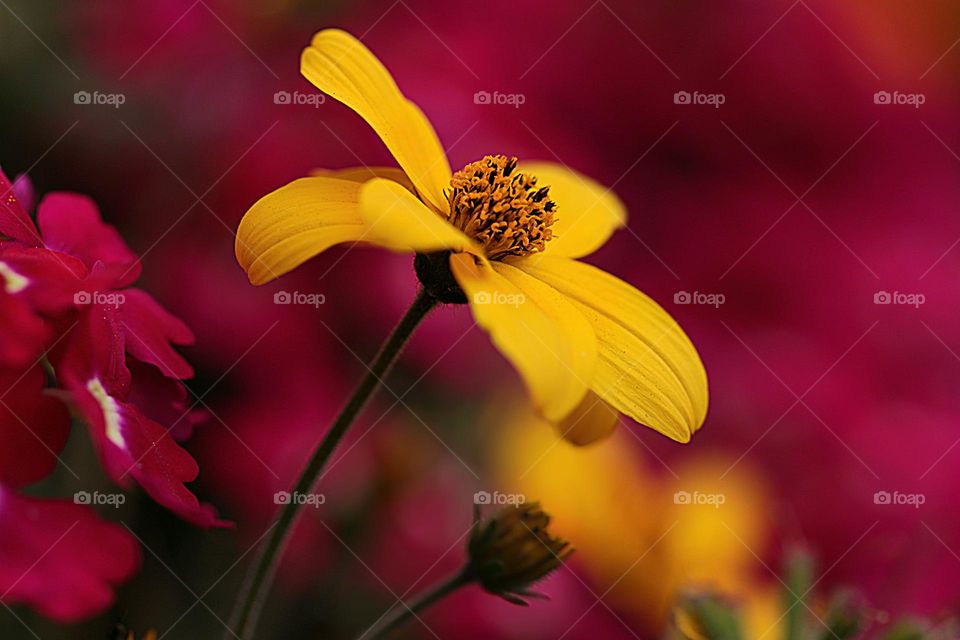 Gelbe Blume mit rotem Hintergrund