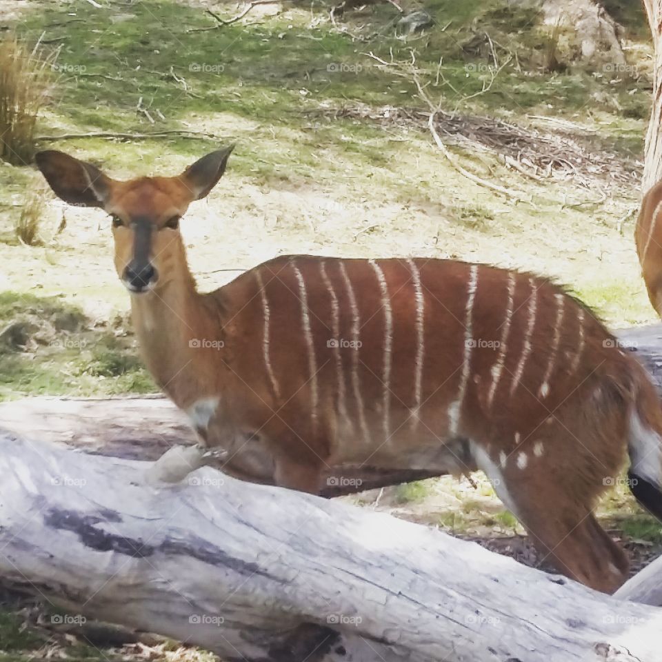 nyala