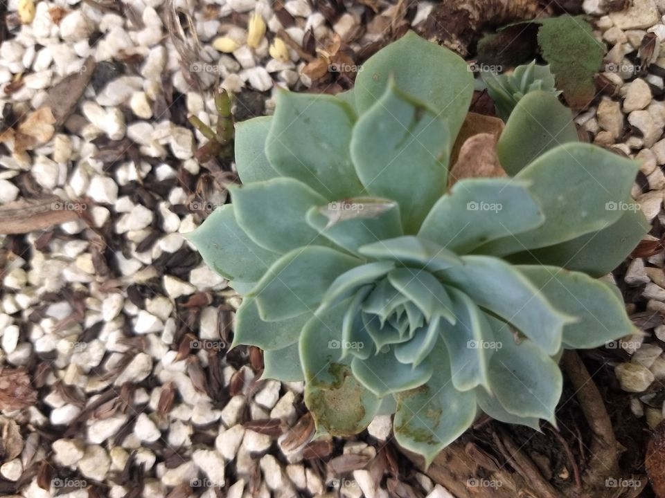 suculents