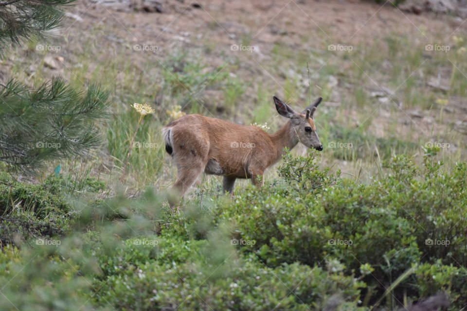 Fresh antlers growing on a buck in summer.