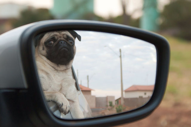 car pet ride mirror by arthurmb