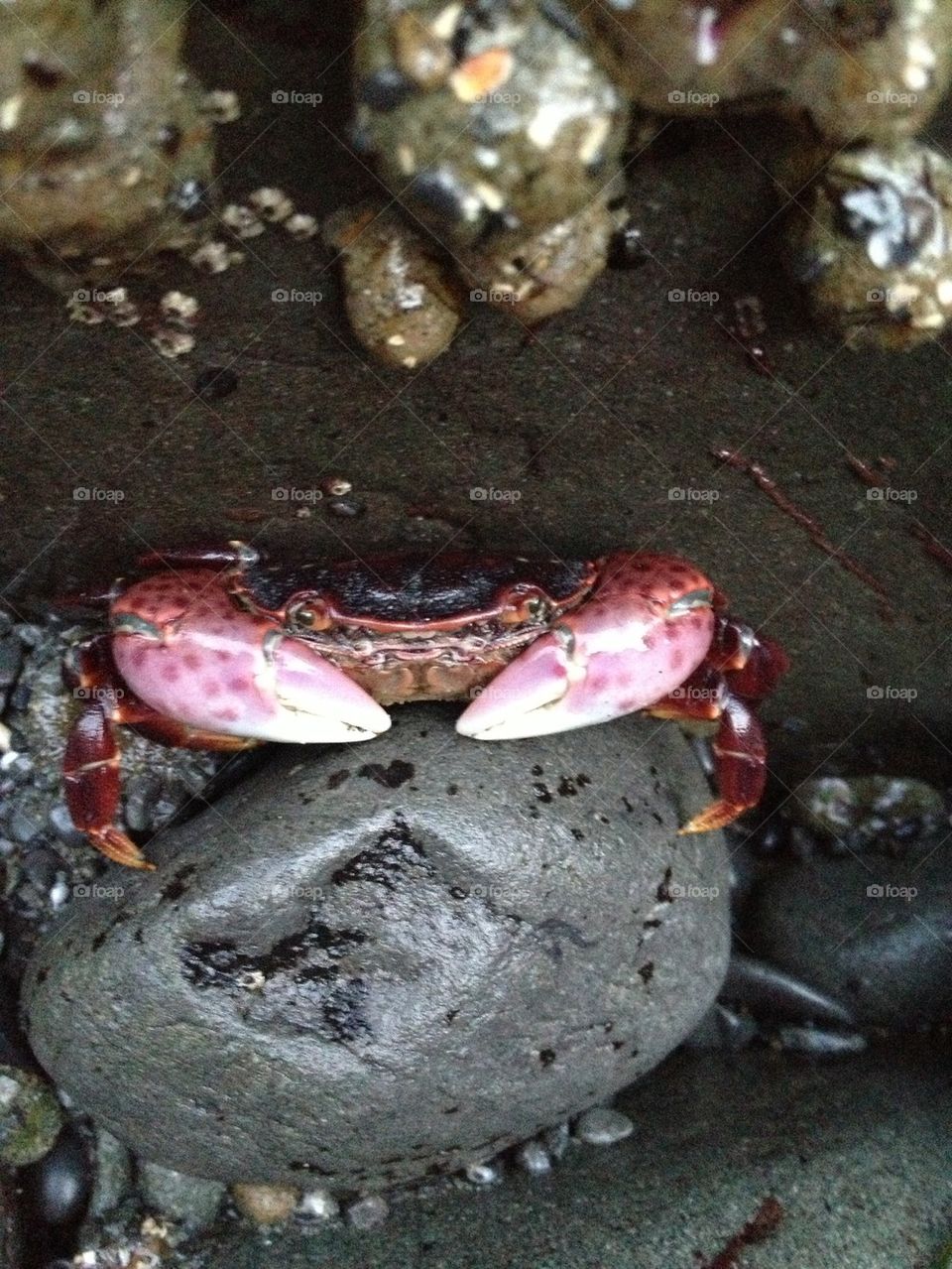 Crab