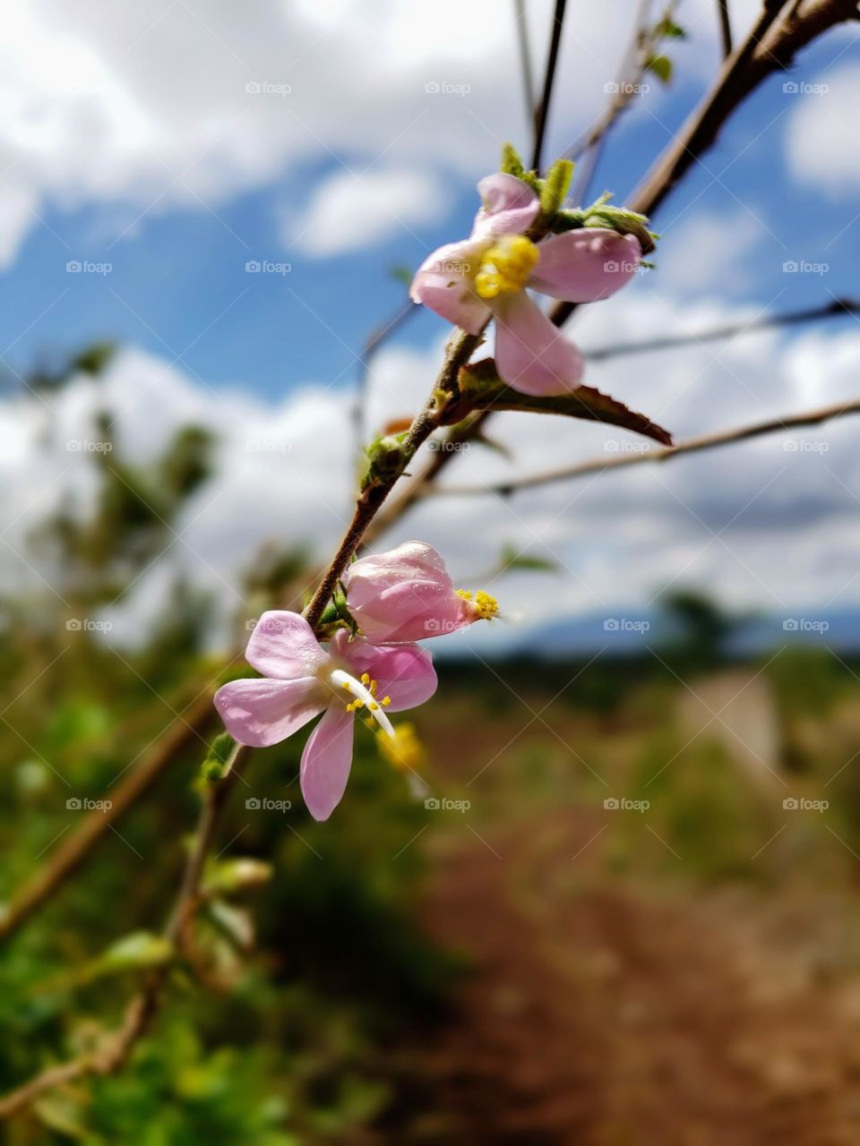 What a beautiful flowers for your phone lockscreen.
April 05, 2023
10:48am