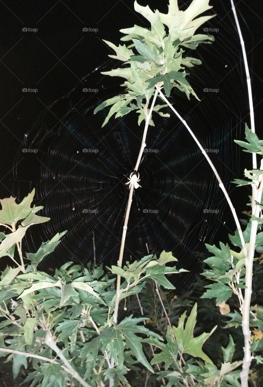 spider good working in night
