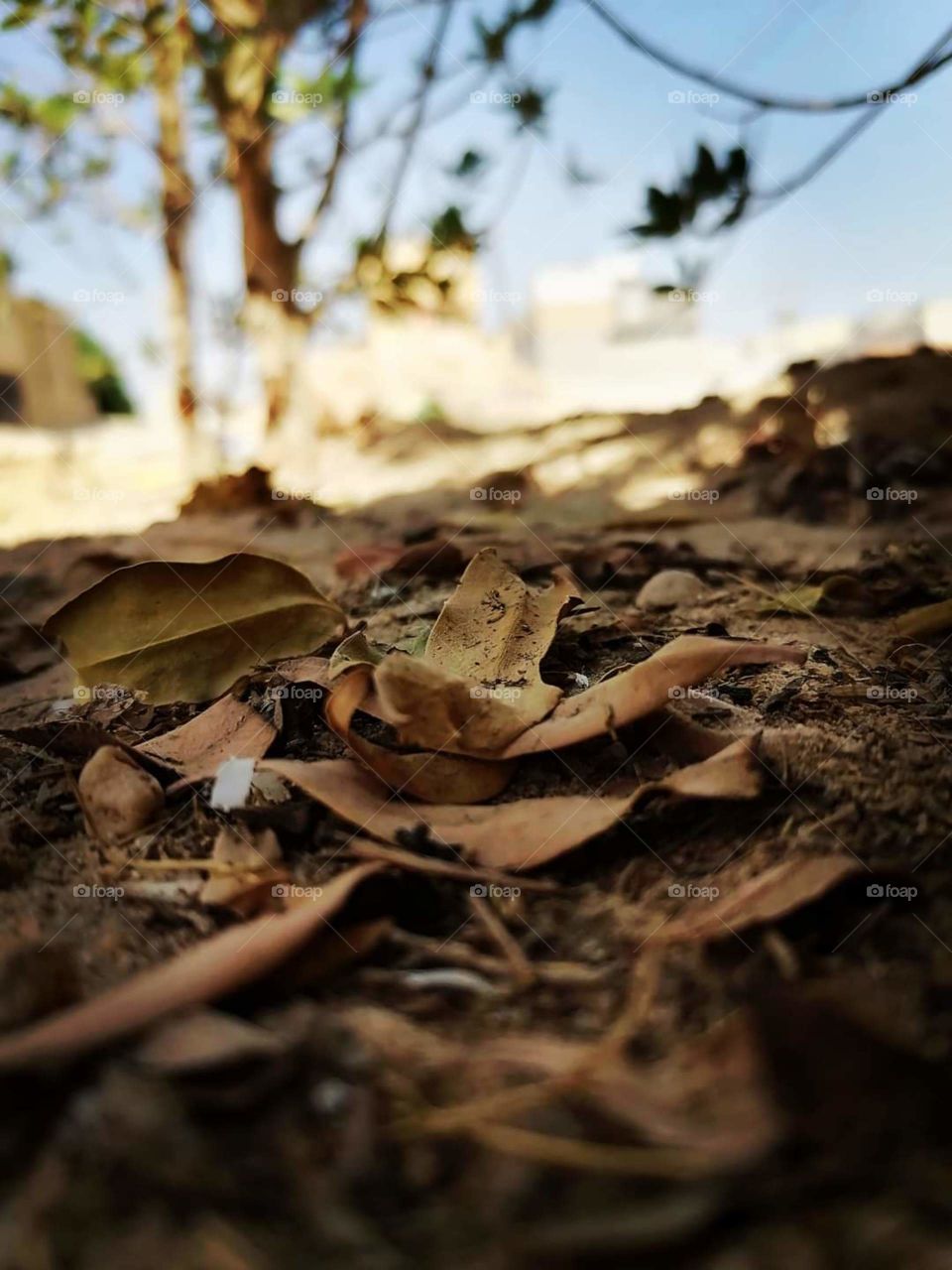 Decorative trees from the home garden ❤️