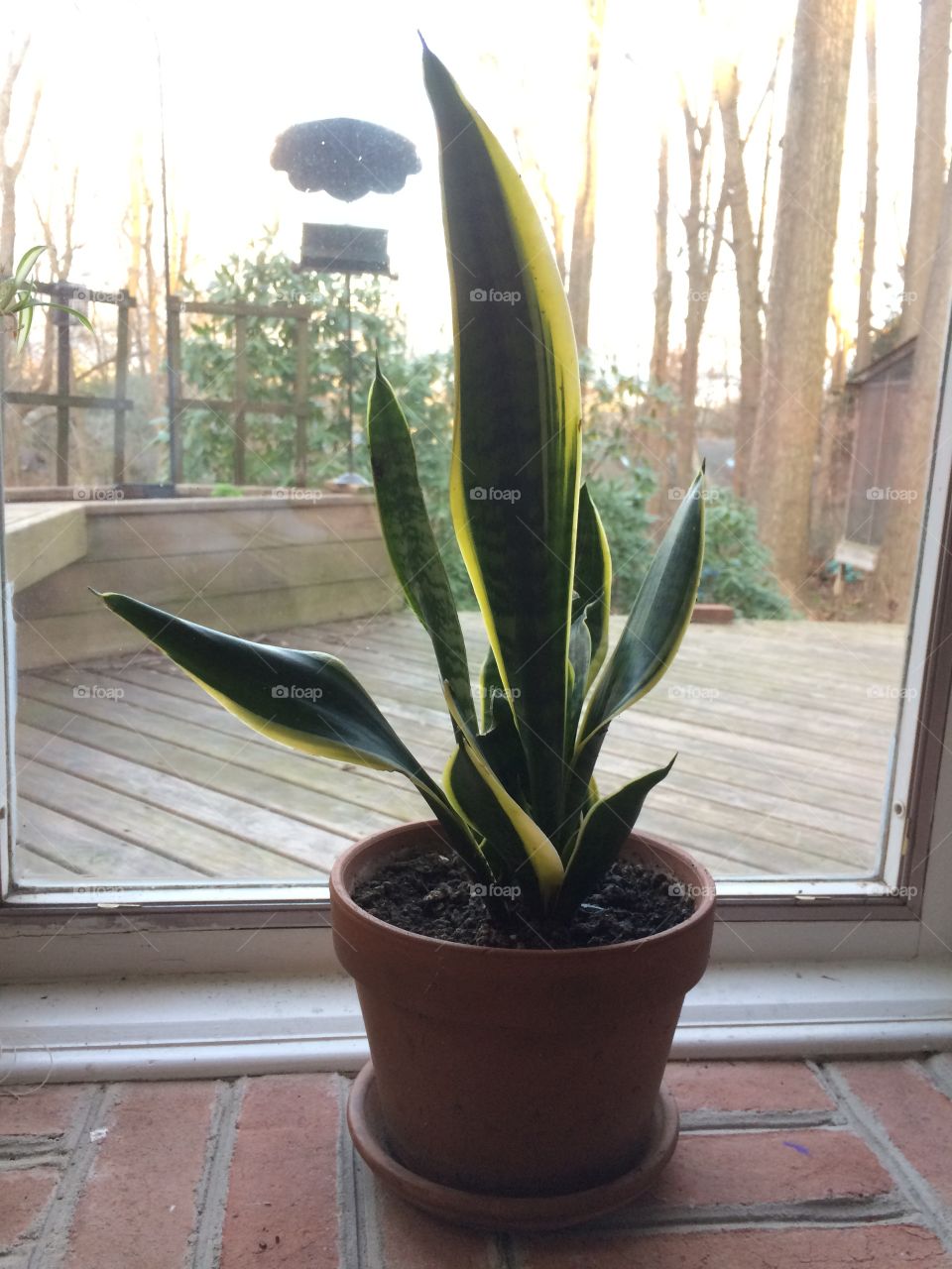 Snake plant in the bay window. 