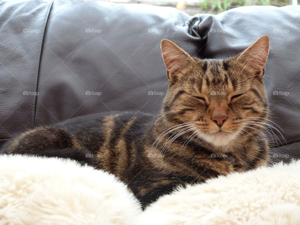 cat animal mammals cool by samspeed87