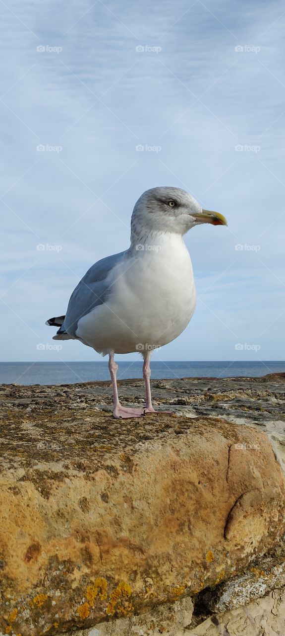 Seagull