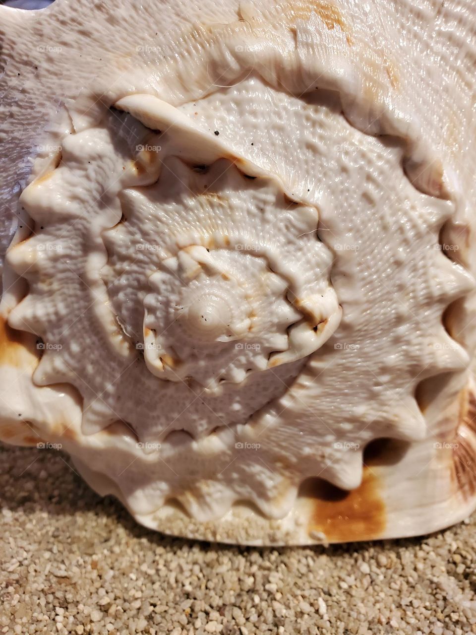 Beautiful Top of a Helmet Shell