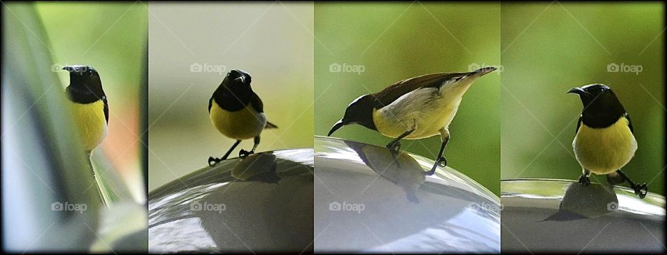 A small little bird 💛