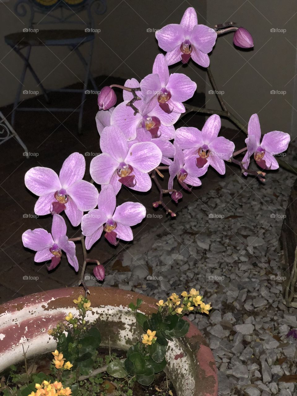 Orchid 