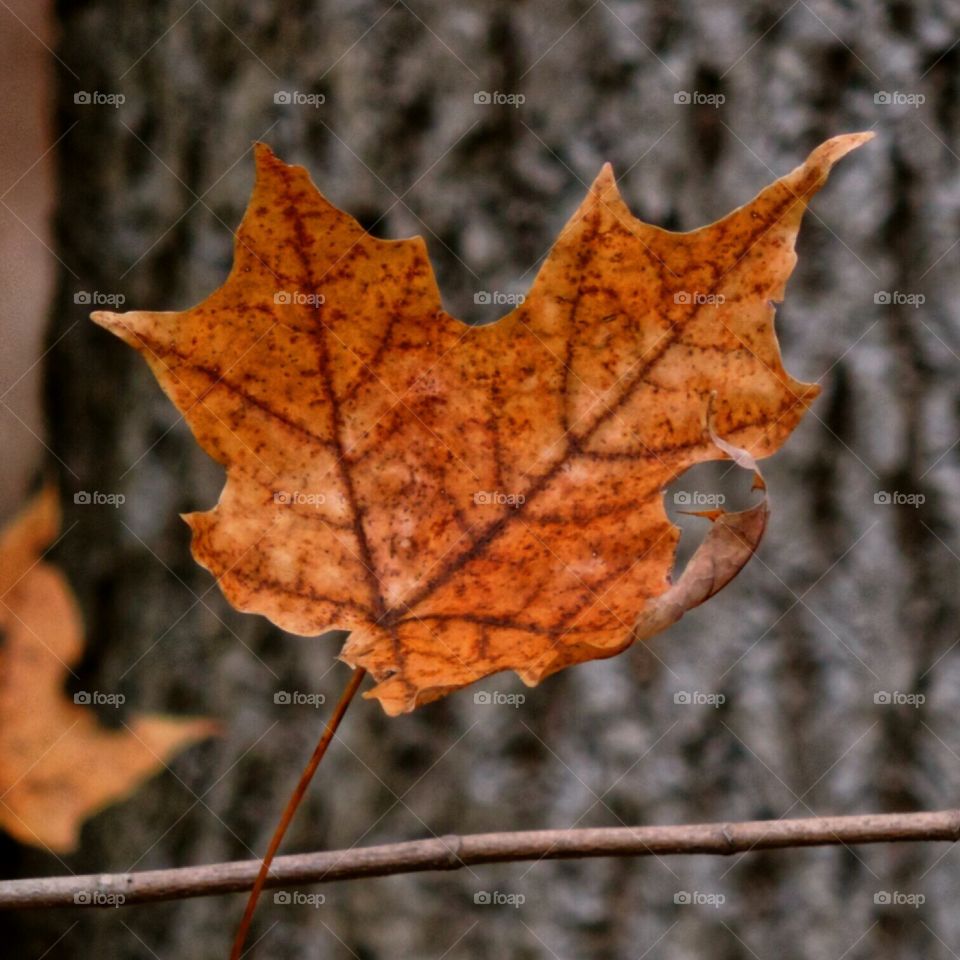 One Leaf