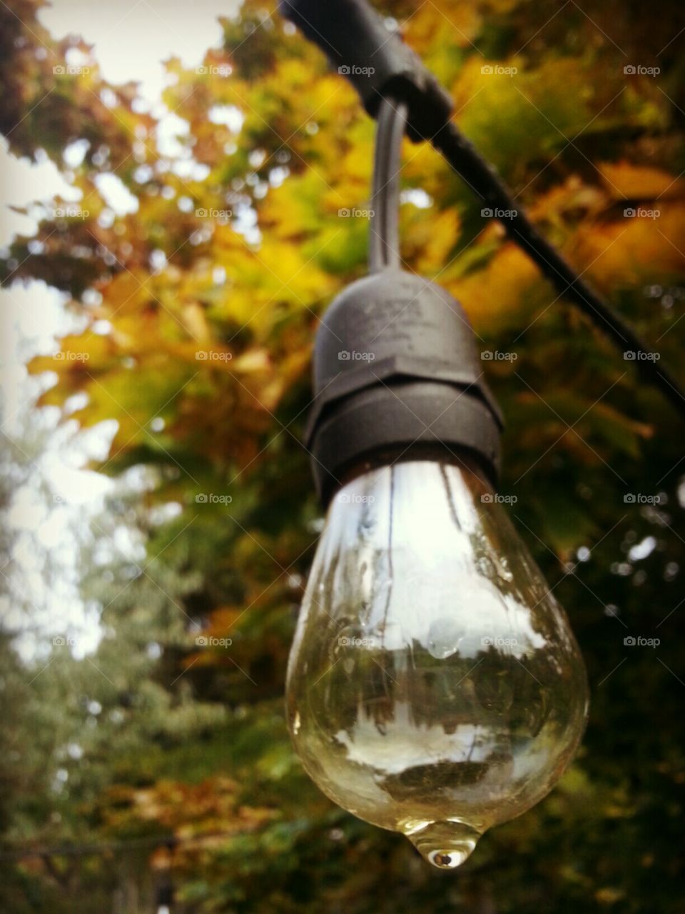 Light Bulb In Fall