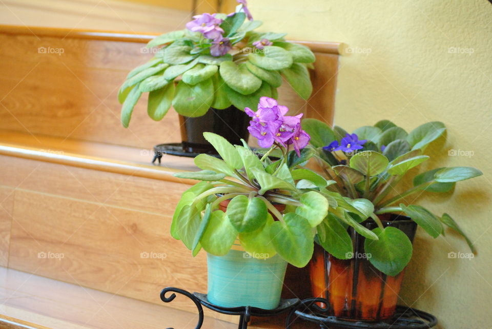 african violets