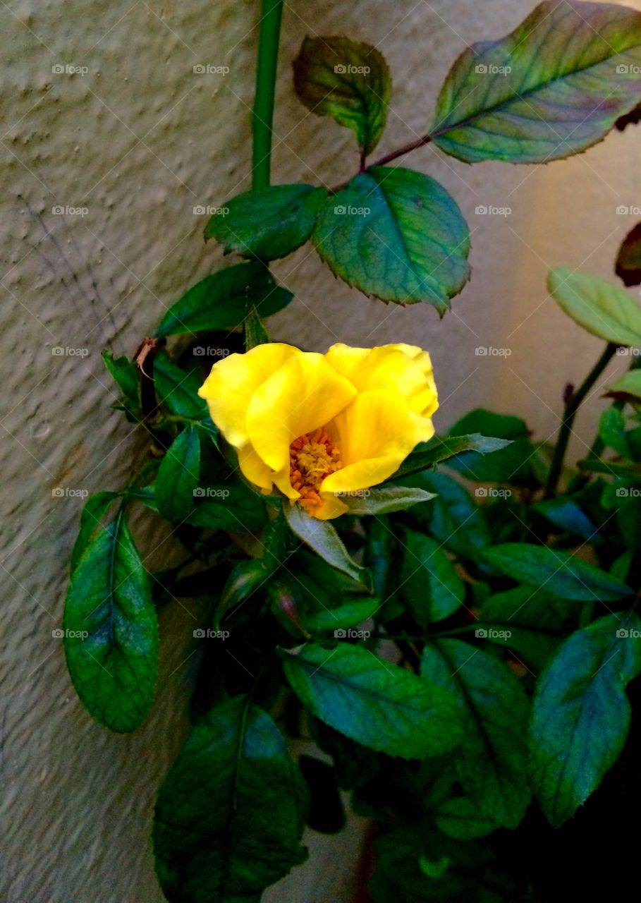 plant with cute yellow rose 