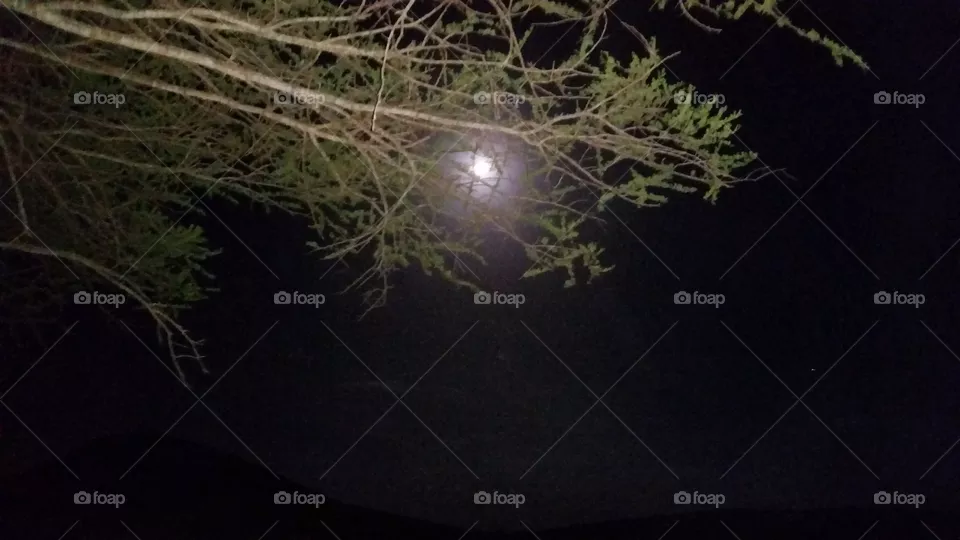 moonlight