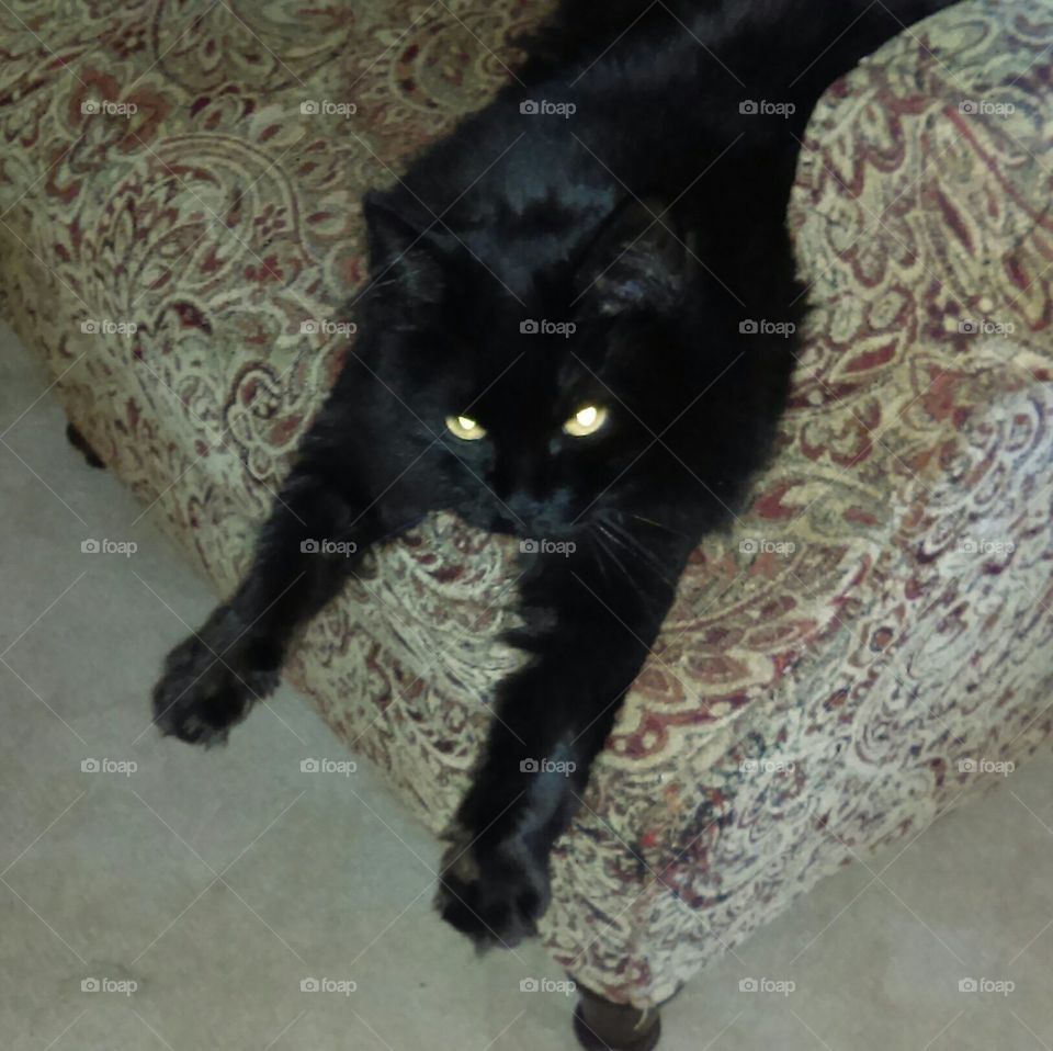 ebby kitty hanging out.