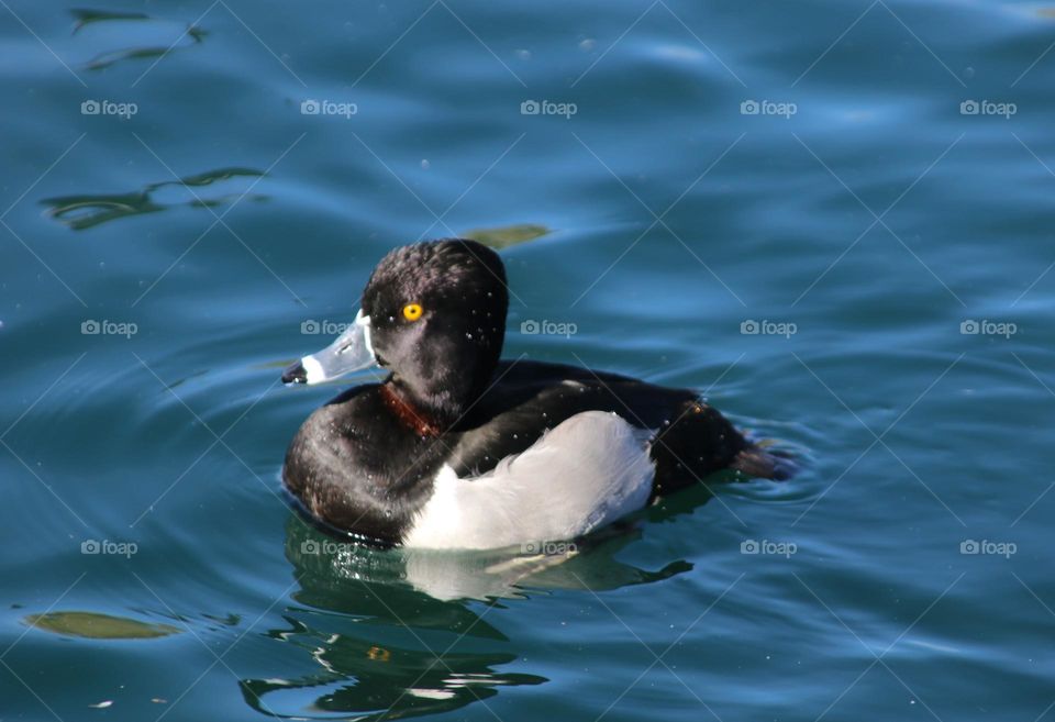 Ring-necked Duck in Water