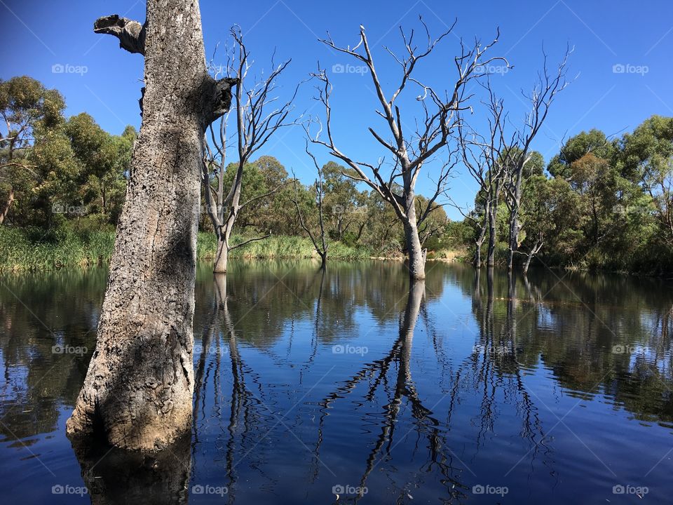 Reflection of bare trees in lake