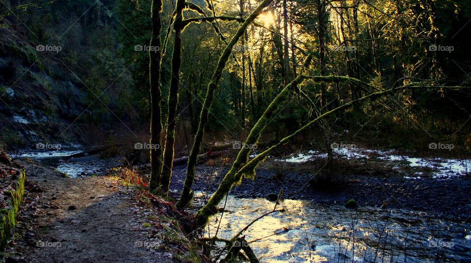 Eagle Creek Trail in the Columbia River Gorge Oregon