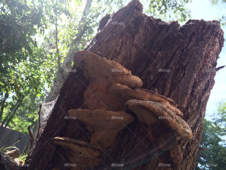 Stump fungi