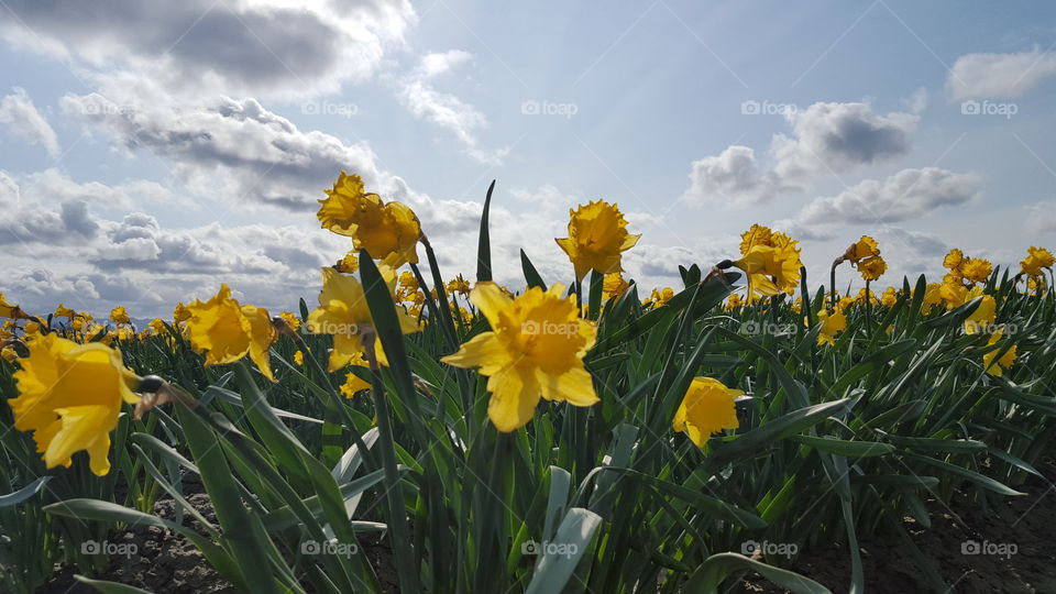 daffodil field