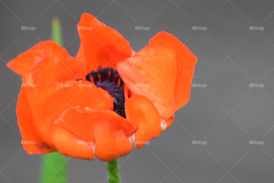Poppy 