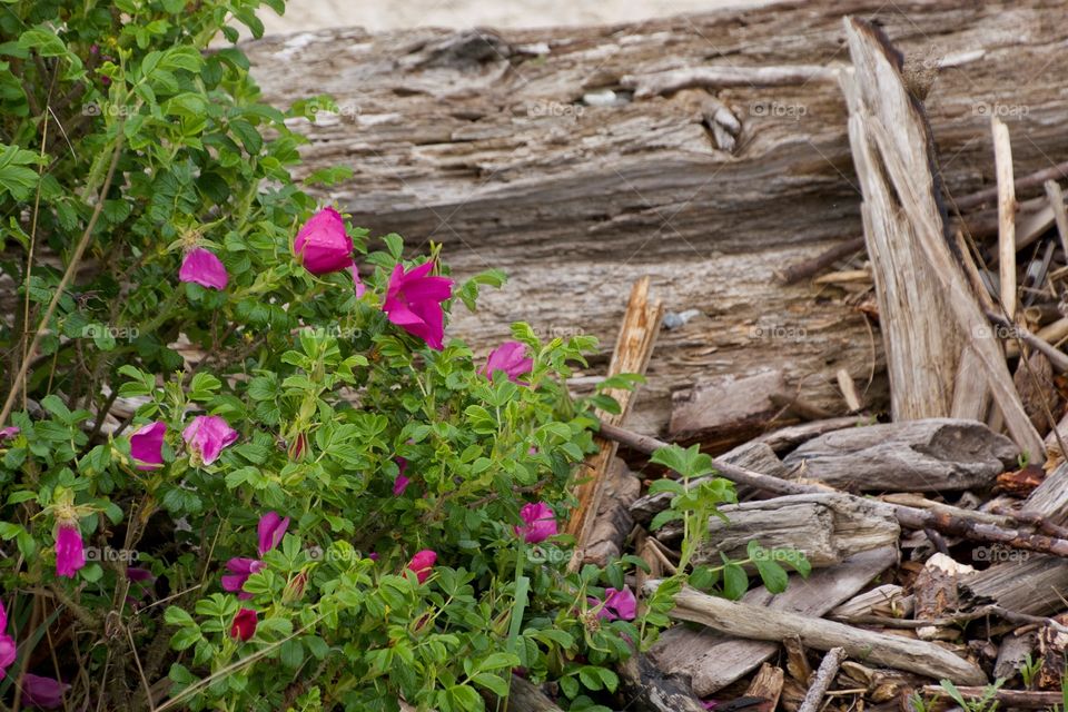 Beach wildflowers 