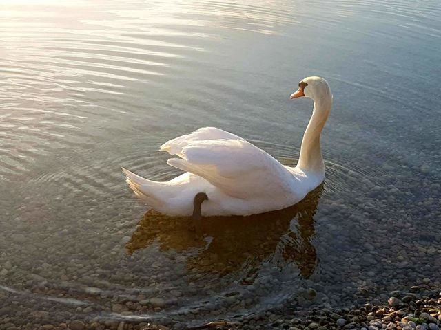 swan on lake