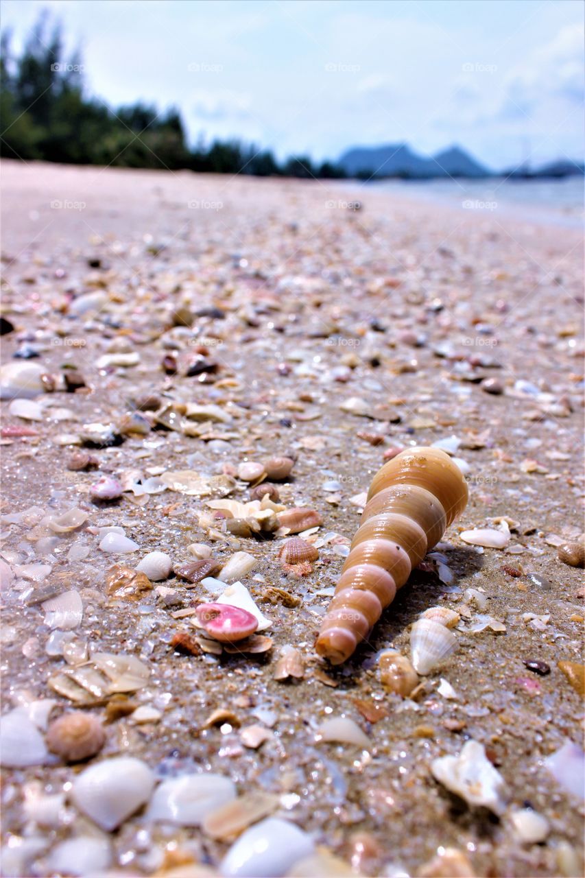 | Thailand Beauty |