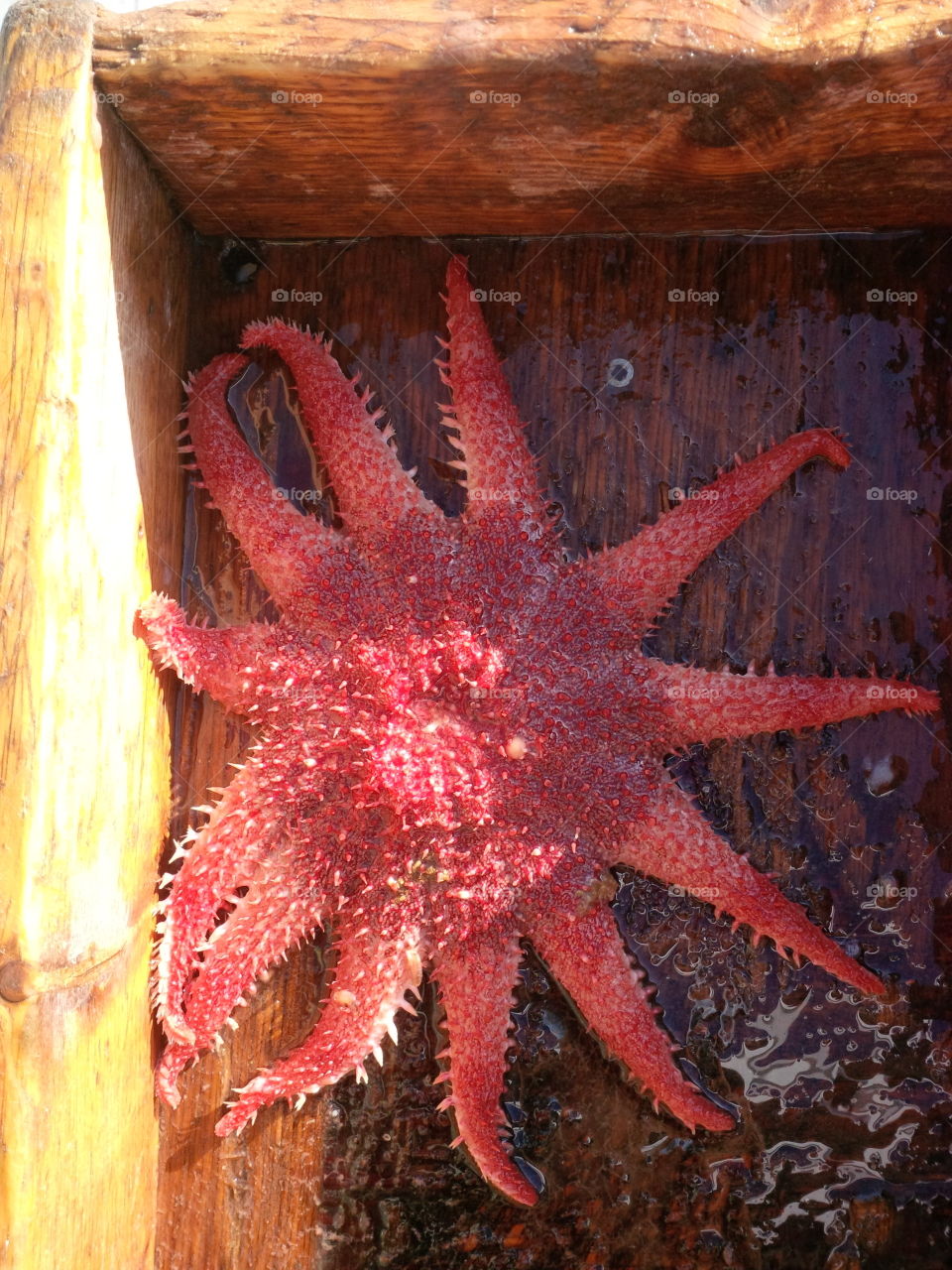 An interesting starfish