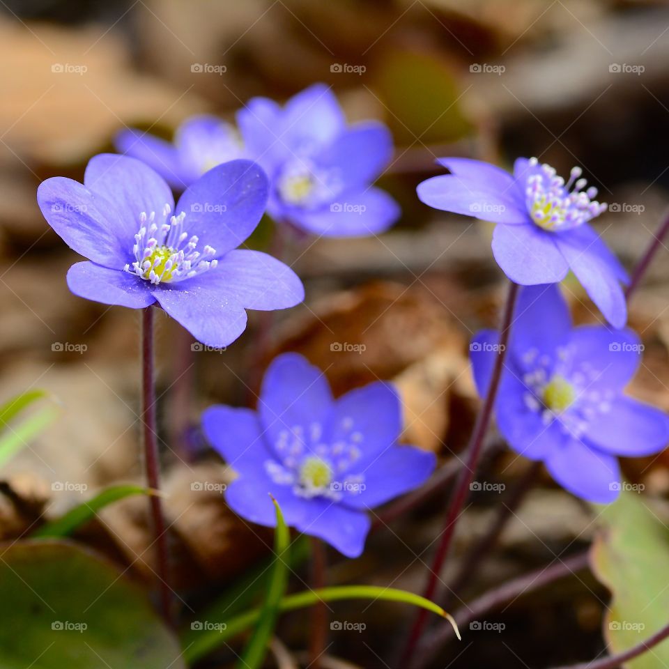 Spring, spring, spring 💙💙💙