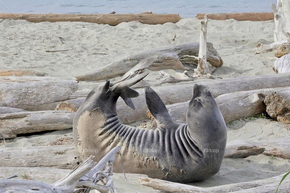 Northern elephant seal doing a banana pose on the beach