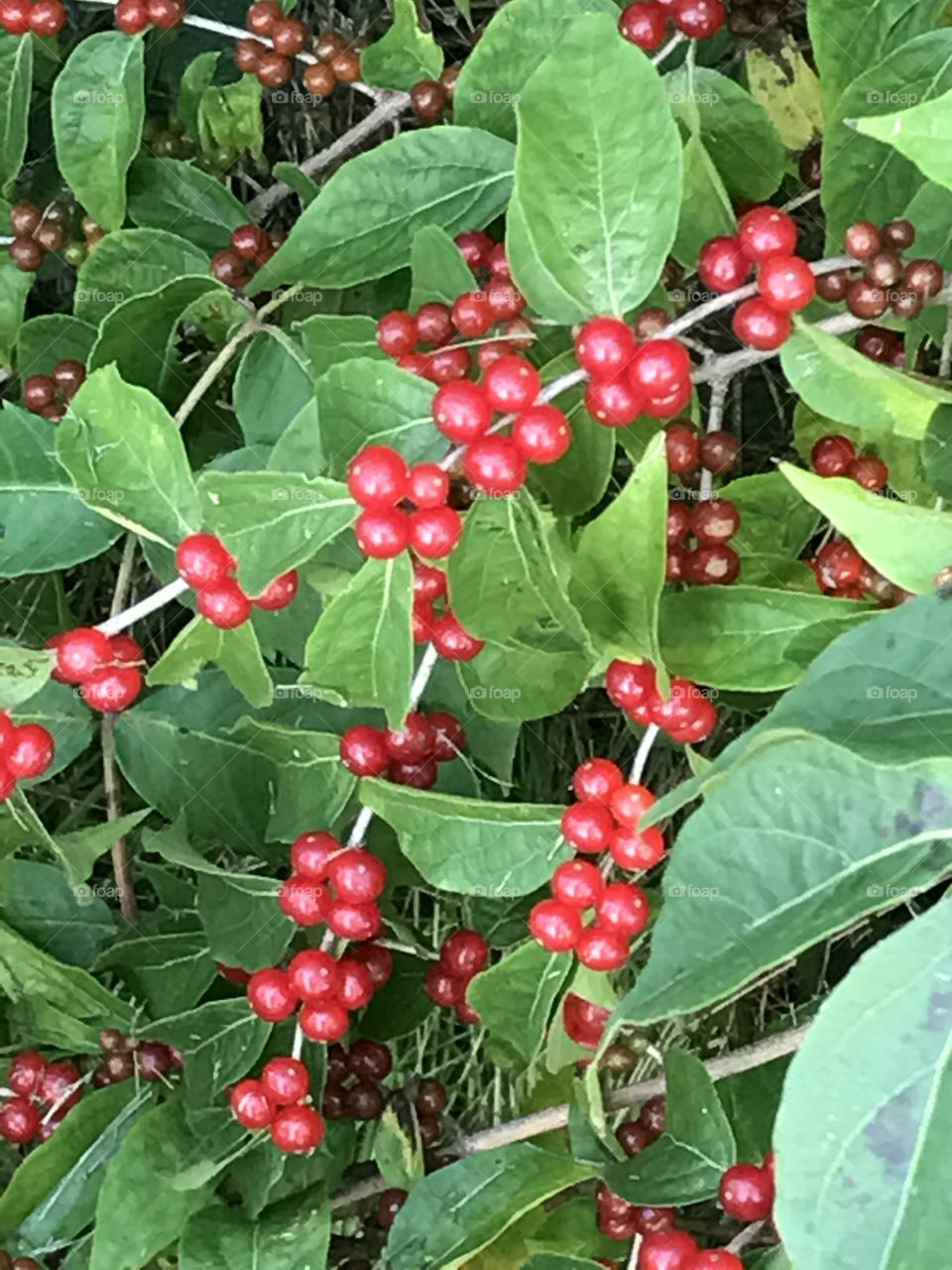 Common Honeysuckle, Clusters of wild red berries