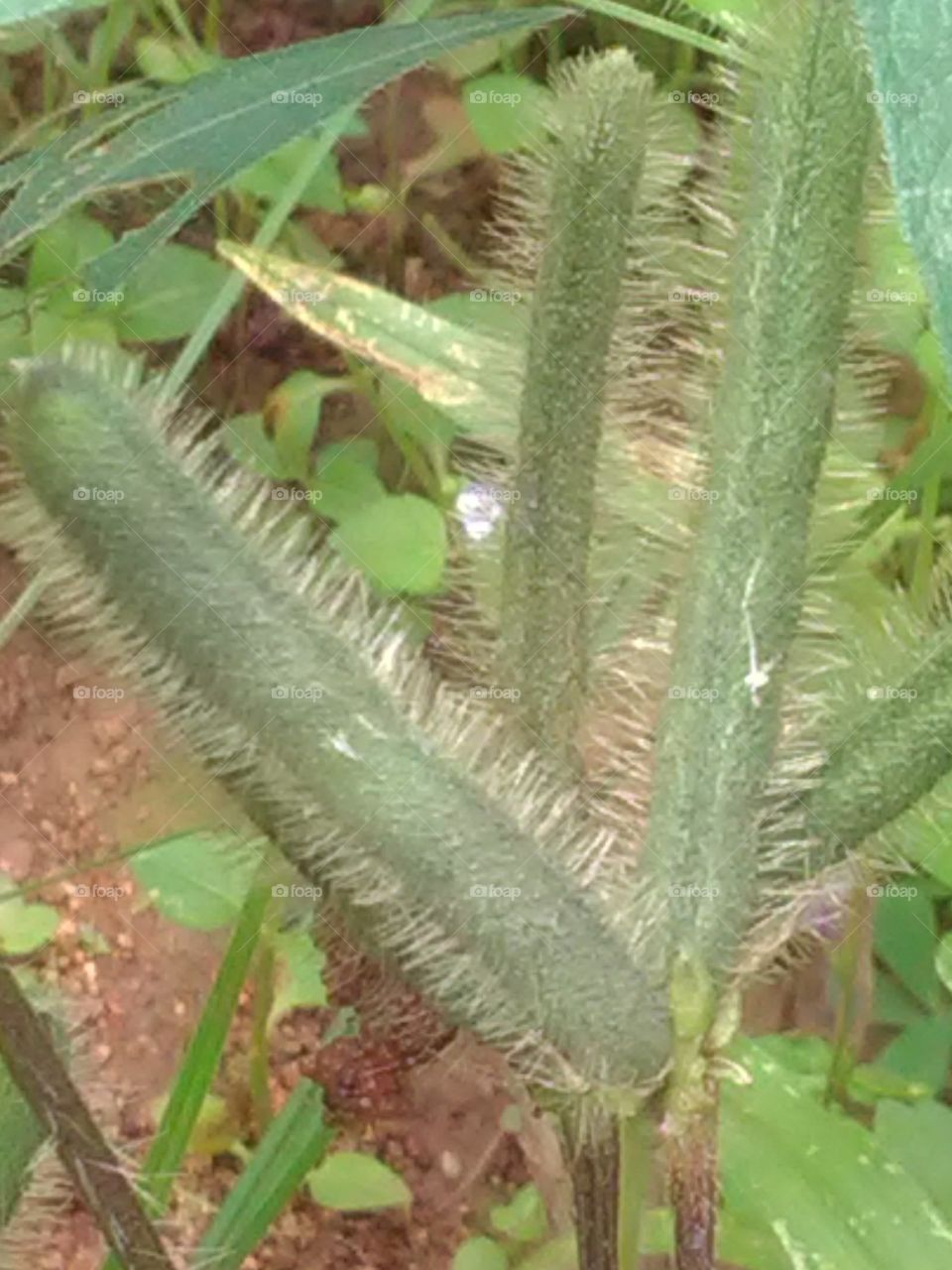 These are the pulses of Urad Dal which we eat pulses and make them grow in such a way in the plants.