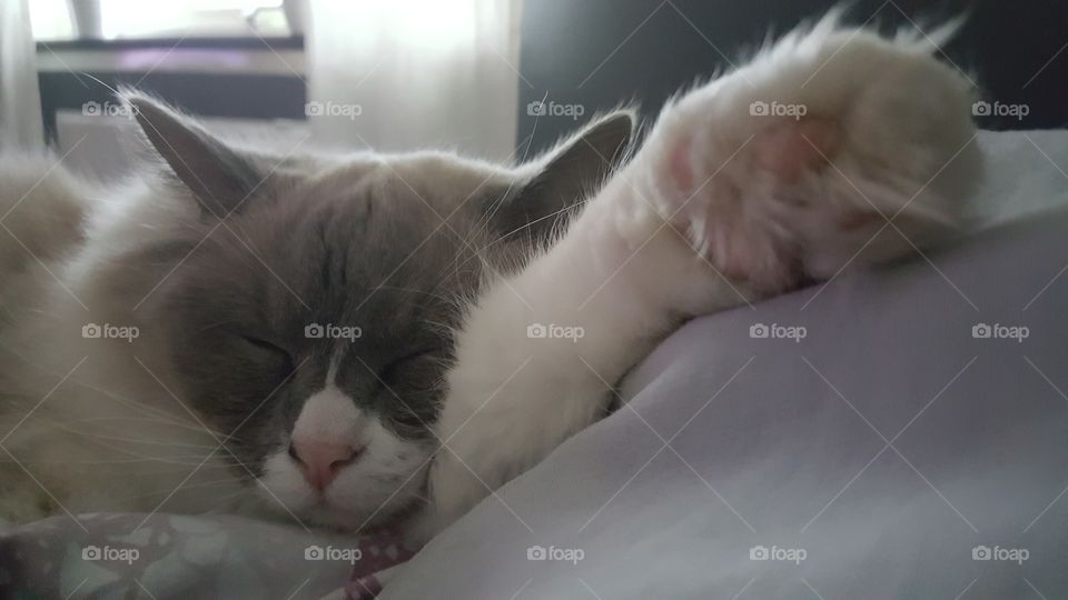 sleeping cat