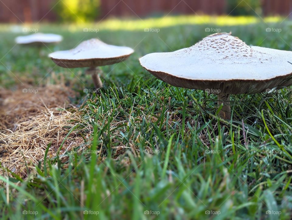 tall flat mushrooms growing in the backyard, three mushrooms, green grass, summer mushrooms, large mushroom