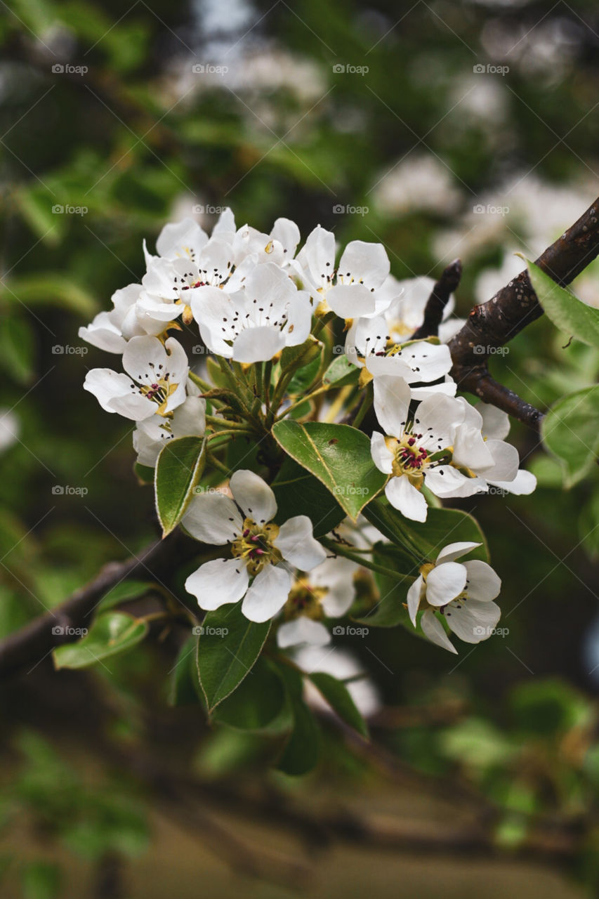 Spring has come! Looking forward for this year’s spring! This was taken on our very own tree! I love nature! 