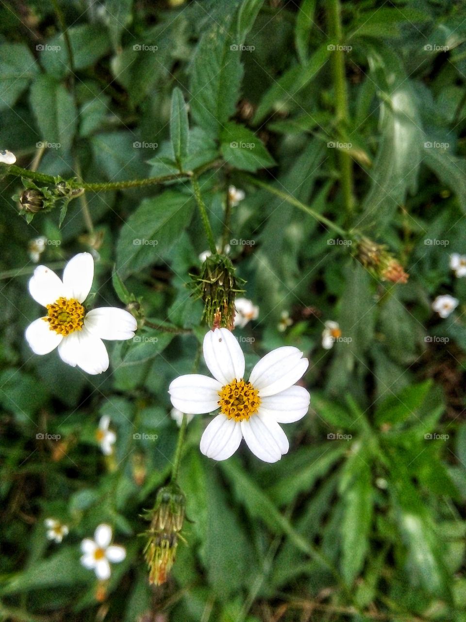 White X chrome Yellow
