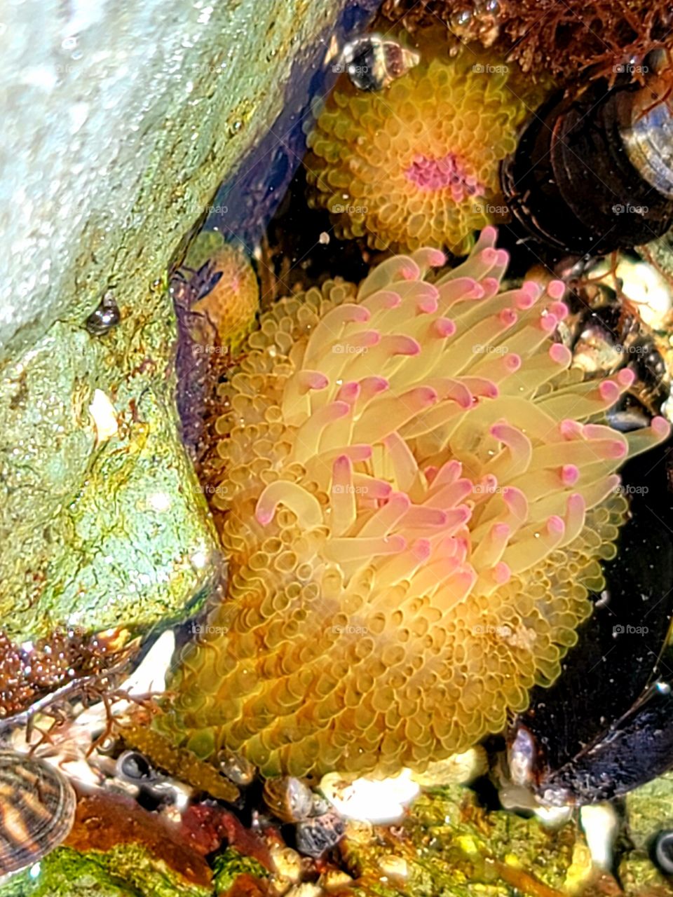 Aggregating Anemone