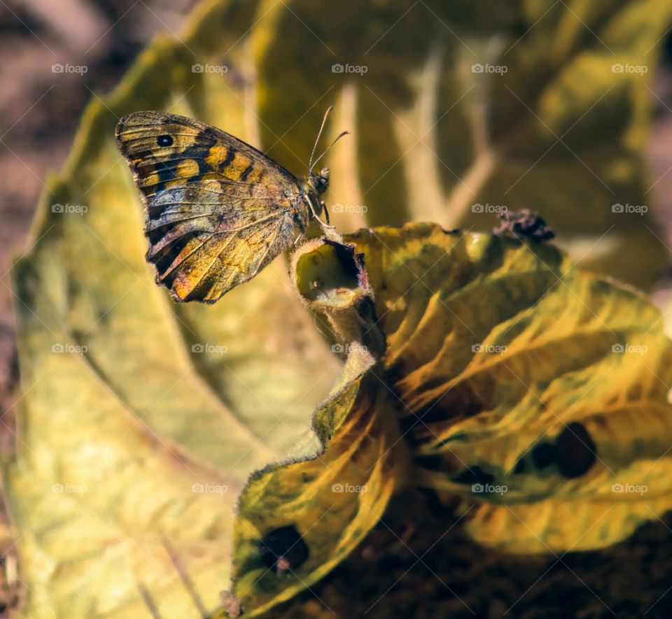 A butterfly perched on the tip of a curled up purple leaf